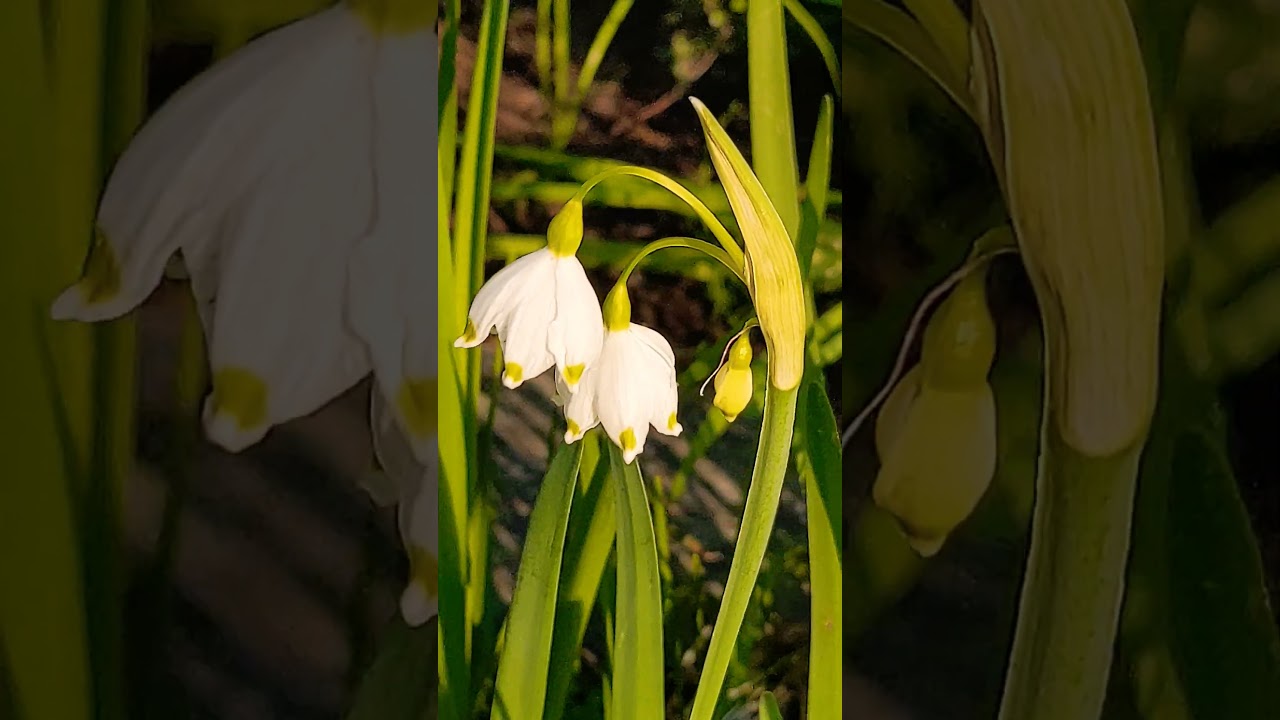 PAVEL RUZHITSKY. "Meeting of two hearts". Spring flowers. ПАВЕЛ РУЖИЦЬКИЙ. -" Зустріч Двох Сердець".