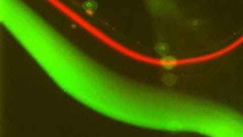 Fluorescence microscopy of microbeads