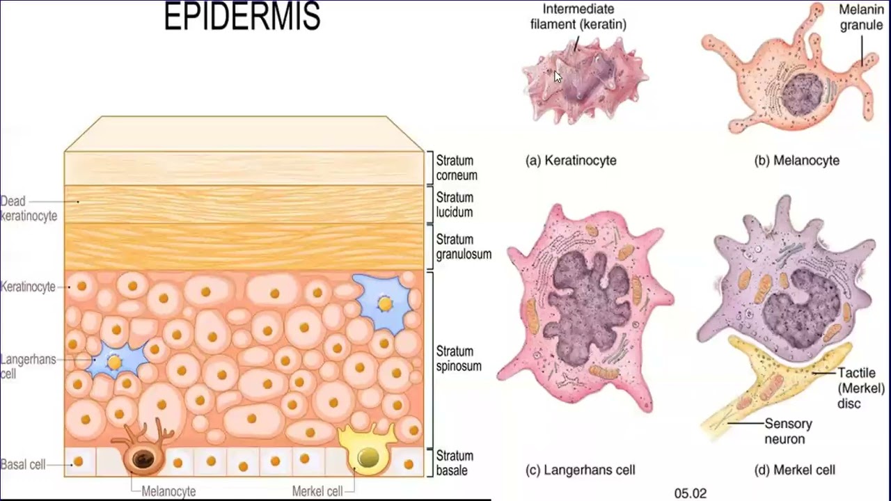 Lecture 150 Structure Functions Of The Skin Rook s Chapter 2 YouTube Lecture 150 Structure Functions Of The Skin Rook s Chapter 2 YouTube