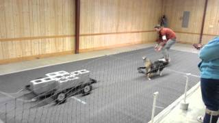 Sheltie UKC Weightpull 2