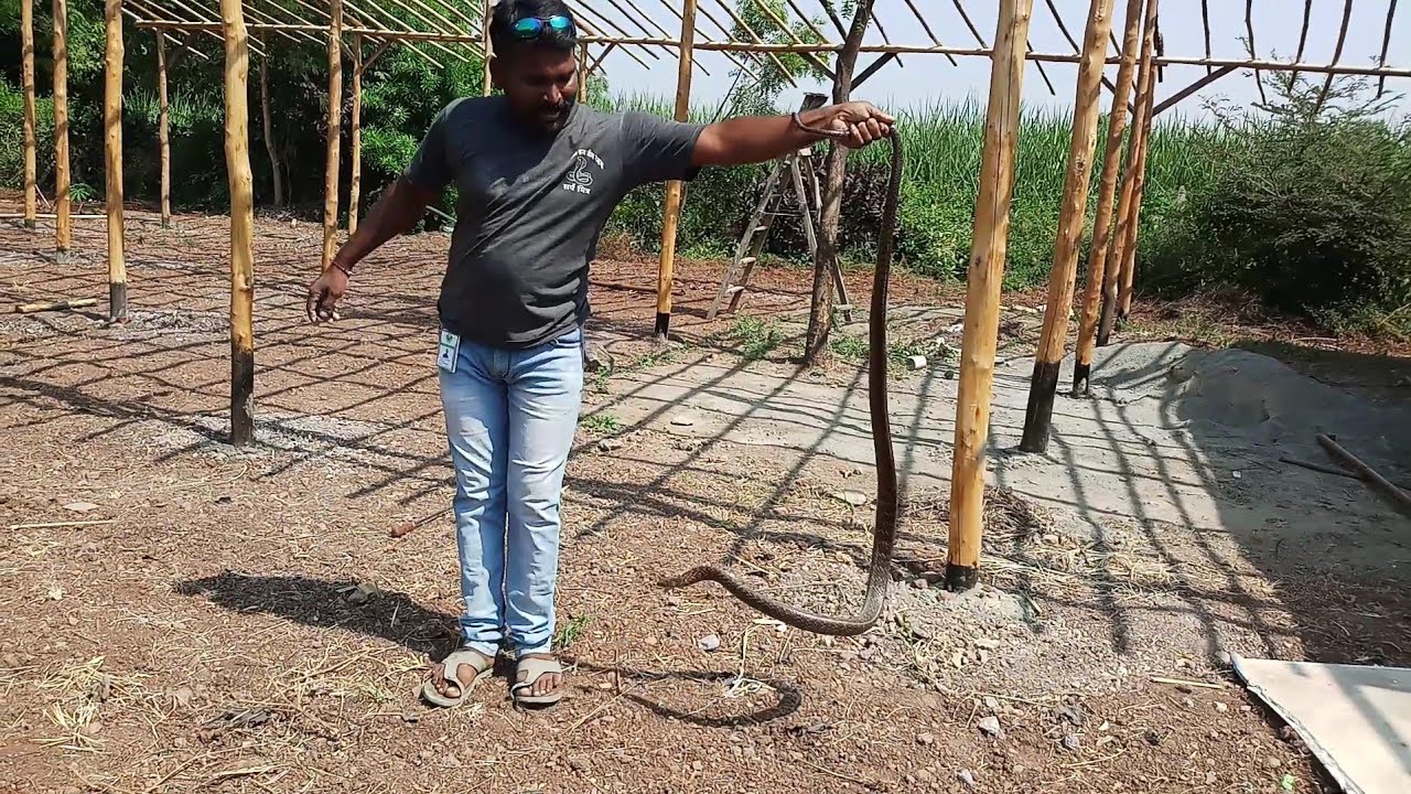 camera iphone 8 plus apk बहुत हि बड़ा धामन देखिए पुरा वीडियो Rat snake rescue sarpmitra anil Gaikwad pune 8378801159