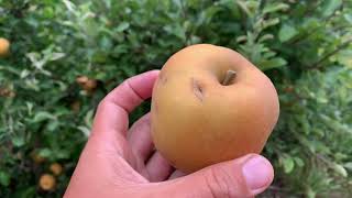 St. Edmund’s Russet Apple Tasting