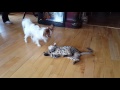 Savannah Cat and Papillon Dog Playing