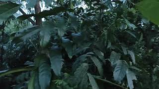 Download Lagu Suara alam pedesaan Di Pagi Hari MP3