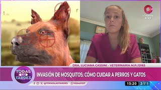 Invasión de mosquitos: cómo cuidar a perros y gatos | #TodasLasTardes