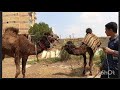 لما تتكلم والجمل يرد عليك هنفضل ابطالها لحد ما نبطلها حياه اهل الريف