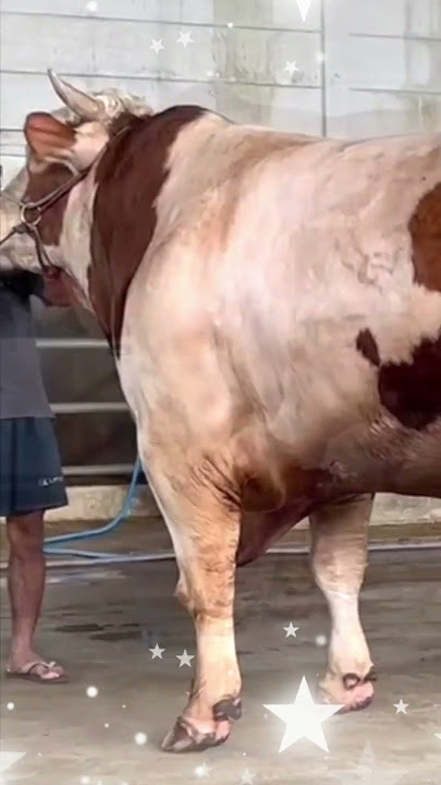INILAH 3 SAPI 1 TON UP YANG TAK DI BELI IRFAN HAKIM DI SETIA FARM #shorts #artis #cow #sapi #irfan