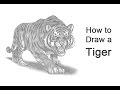 How to Draw a Tiger Roaring