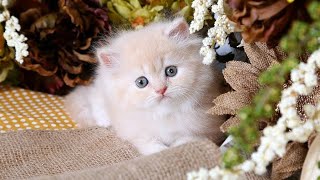 'Meet the Most Adorable Teacup Persian Kitten Ever! '