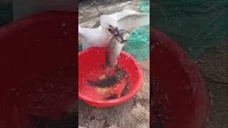 Burung Kormoran, Si Pemakan Ikan Yang Rakus!