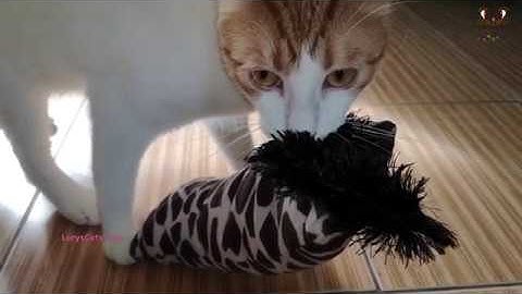 Watch This Before Buying Kong® Kickeroo™ Cat toy 😂