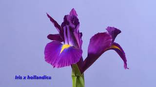 Iris Family time lapses, Bearded Iris, reticulata, sibirica, laeviagata, x hollandica, foetodissima.