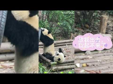 熊貓和花是癱癱熊了？粉絲：黑媽叉出去，這是小熊毛毯!熊貓和花又當枕頭又當凳子，和花辛苦了，和花：不辛苦，我只有一個小小的要求放我出去！一架不容二熊，和花：菜菜姐，今天就讓我們一決高下，菜菜姐：不打