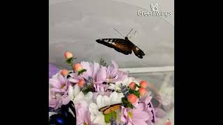 Бабочки в хризантемах