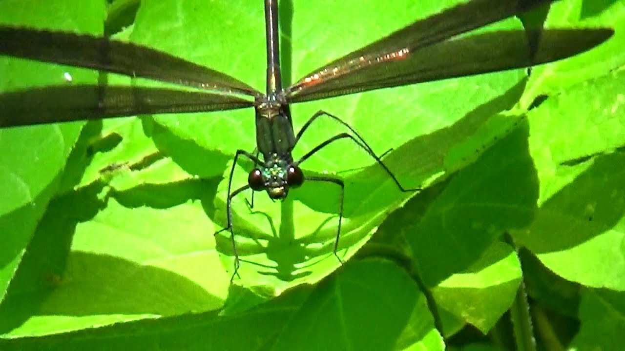 ハグロトンボ 神様トンボ ひらひらと口をモグモグ洗顔中 葉っぱ食べ食べなど活動ぶり ２０１９令和元年6月24日 Youtube