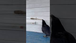 #Animal #Crow #Raven #Воронгоша #Birds #Животные #Birdtraining #Animals