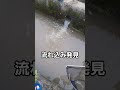 タナゴの量エグすぎw #shorts