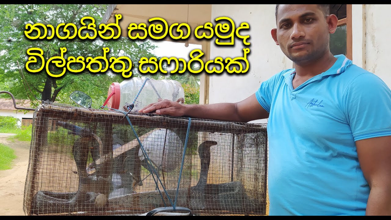 Let's go on a safari in Wilpattu with the cobras 