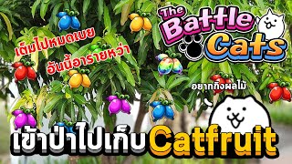 ไปเก็บผลไม้แมวกันเถอะ - The Battle Cats - Catfruit Farming ( All color ) screenshot 3
