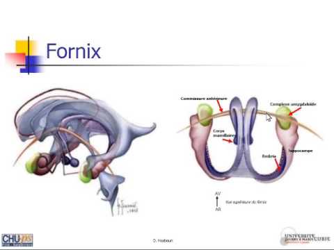 Vidéo: Fornix Commissure Anatomie, Fonction Et Diagramme - Cartes Corporelles