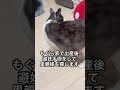 人に捨てられた妊婦猫メイちゃん #保護猫 #子ネコ #ねこ動画 #cat #かしわねこ #ほごねこ #猫のいる暮らし #三毛猫 #ネコ #ねこ動画 #どうぶつ #いい話 #癒し