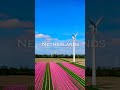 Netherlands Beautiful Tulips Fuild 4K 🇳🇱 #netherlands #tulip #nature #flowers #reels #trending #4K