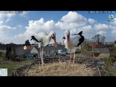 Ottos Rückkehr! Erstes Mal im Nest mit seiner Jezebel ❤️ | Storchennest Fohrde (21.03.2026)