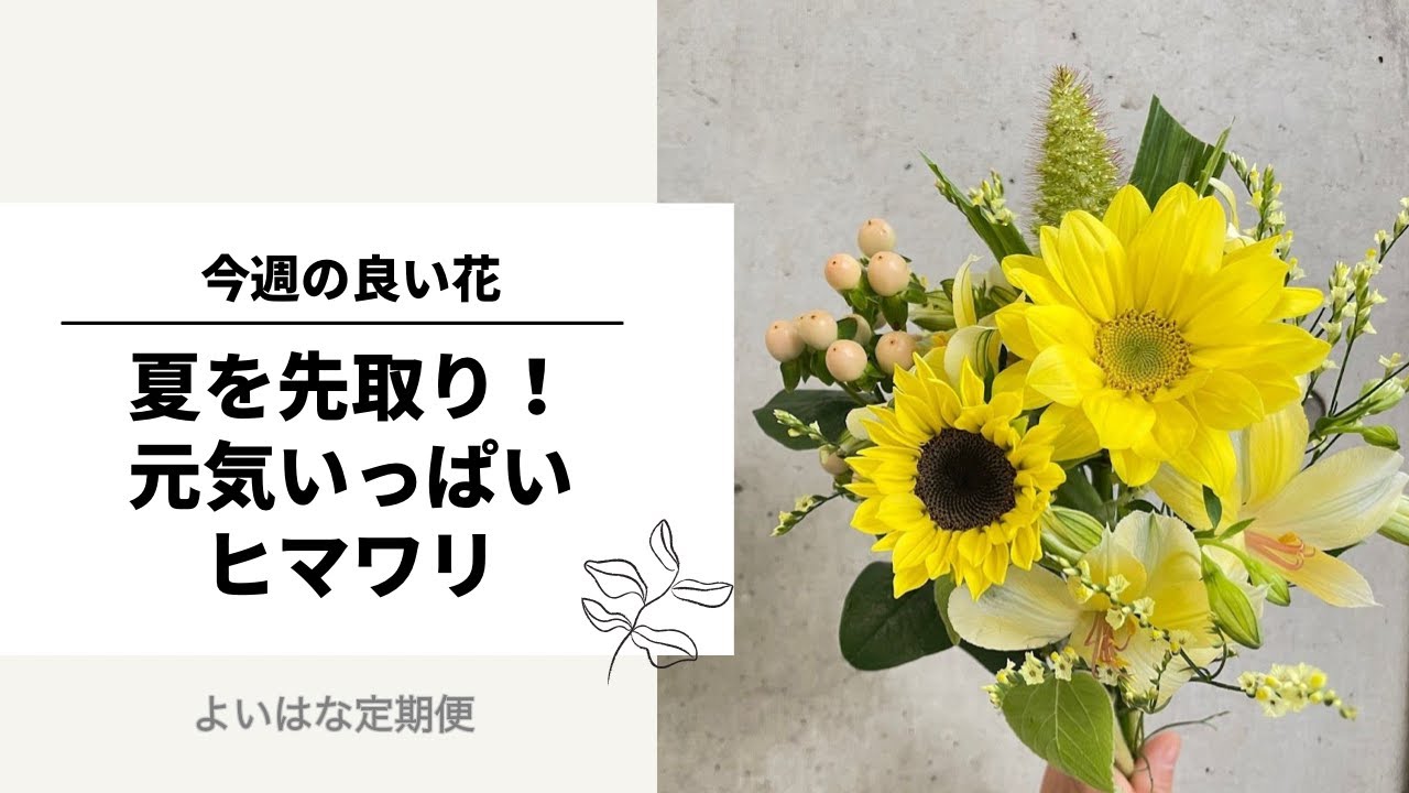 今週の良い花 テーマは ヤマキ花卉園さんのヒマワリ 22年6月6日発送 Youtube