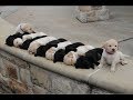 「絶対に笑う」あり得ないことをする犬★おもしろい犬のハプニング, 失敗画像集 #37