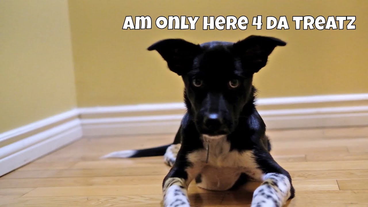 Training our Formosan Mountain Dog to Lie Down. Plot Twist He Trains Us. YouTube