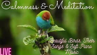 #NATURE RELAXATION #SOFT PIANO #BEAUTIFUL BIRDS PLAYING & FLYING AROUND. screenshot 5