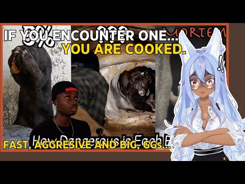 Every Bear and Its Chances of Retiring You From Life | Channie Reacts to Casual Geographic