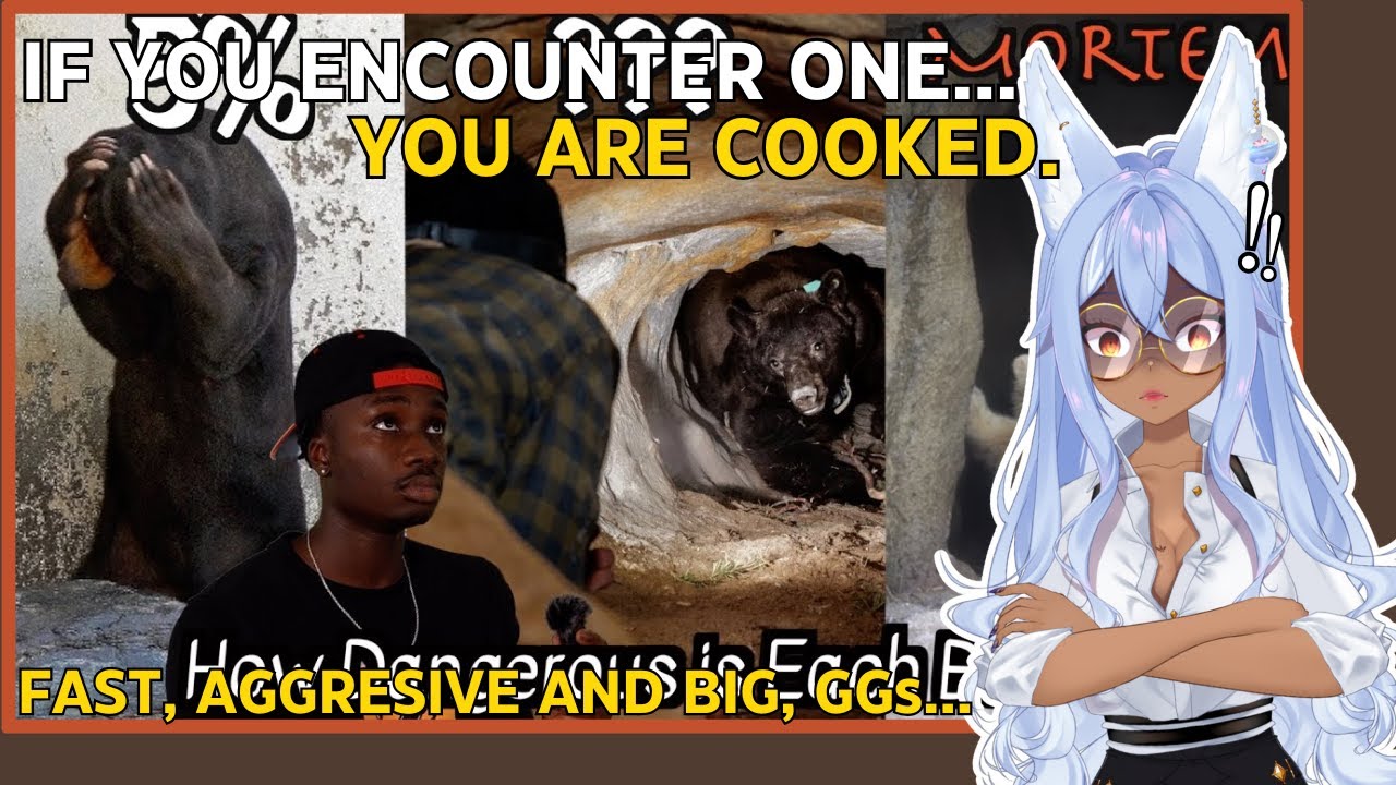 Every Bear and Its Chances of Retiring You From Life | Channie Reacts to Casual Geographic