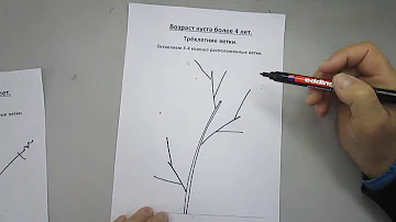 Схема обрезки чёрной смородины