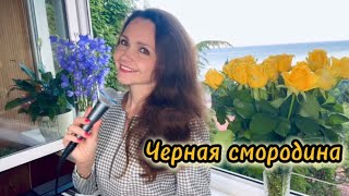 ЧЕРНАЯ СМОРОДИНА❤️SEVENROSE Музыка:В.Могилатов, слова: А. Бикбаев, исп.:Наталья Дозорова