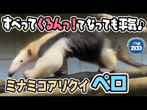 【とべ動物園】木の上ですべってクルンっ！となっても平気♪ミナミコアリクイのペロ [Tobe Zoo]Southern Tamandua, Pero.