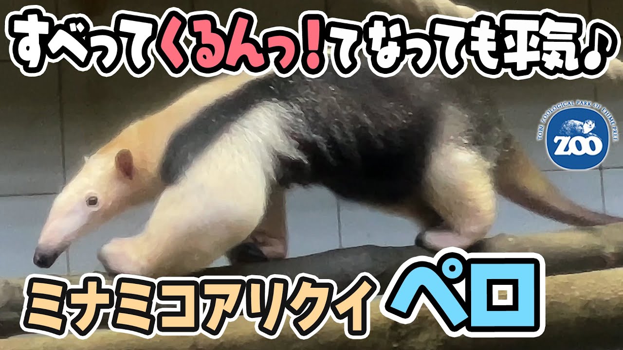 とべ動物園 木の上ですべってクルンっ となっても平気 ミナミコアリクイのペロ Tobe Zoo Southern Tamandua Pero Youtube