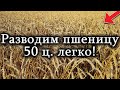 Уборка Семенной пшеницы комбайном Нива СК-5 / Урожай 50ц. Потери при уборке 1,5ц.