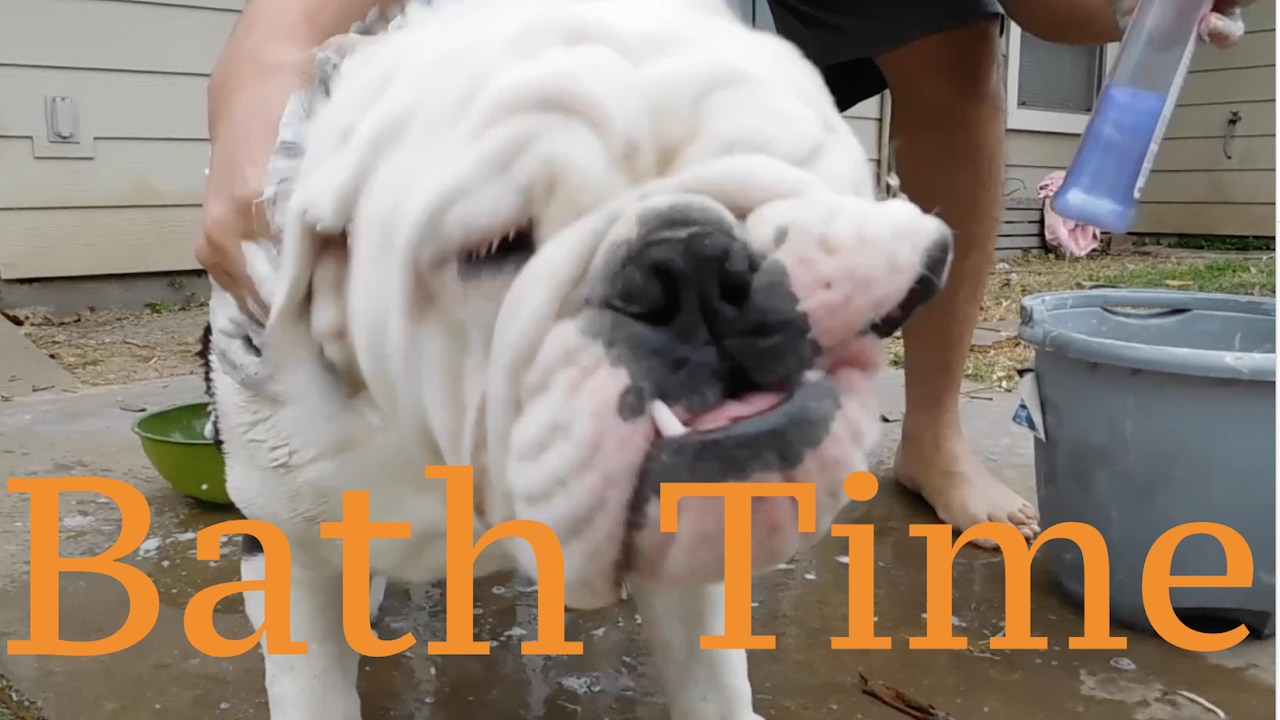 English Bulldog Getting a Bath - YouTube