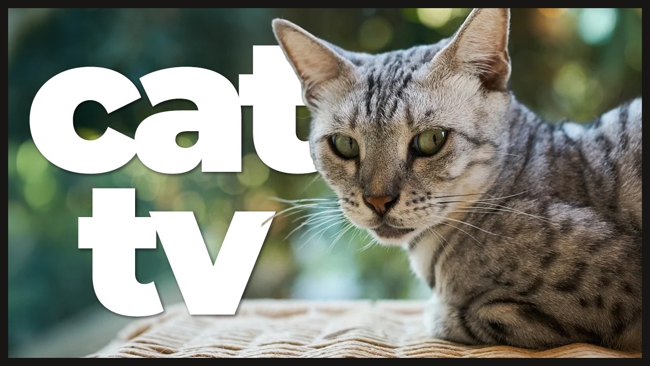 cat-tv-10-hours-of-bird-watching-squirrels-soothing-music-for-cats