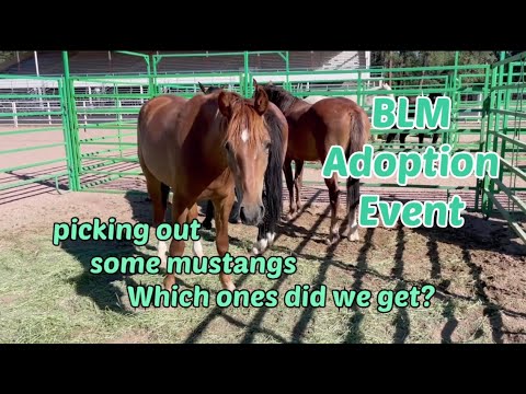 Picking Out Our Mustangs! BLM Adoption Event - YouTube