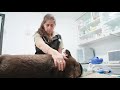 Wombat Goes to the Dentist 🦷