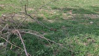 Iphone Ultra Wide Angle Camera , Apple Camera Test