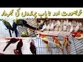 Visited At Faizan Birds Shop in Multan Bird Market ,Lutino finches & Rosellas Parrot Urdu/Hindi