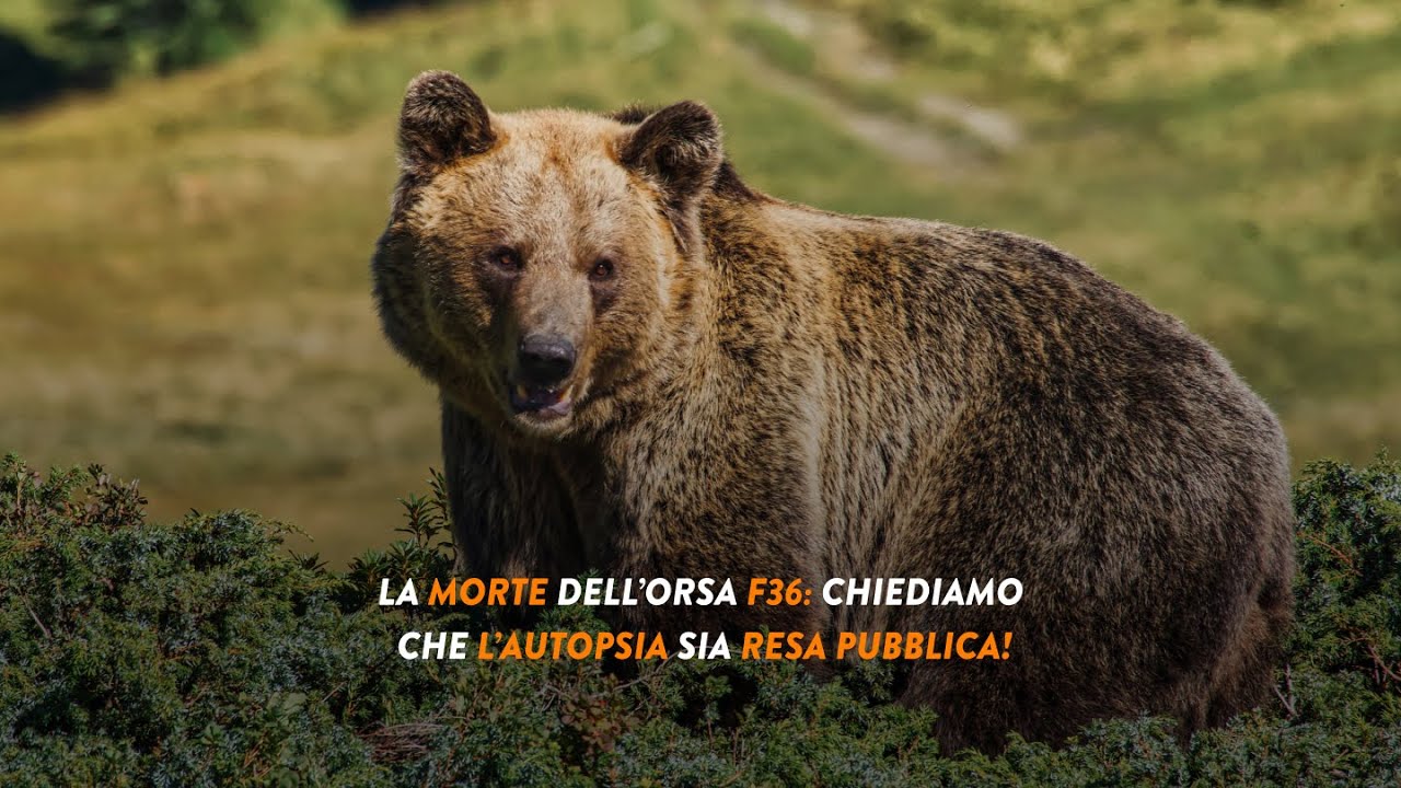 Ritrovata morta l'orsa F36: il nostro intervento al Tg3!