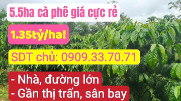 Bán vườn cà phê 5 5ha giá rẻ, bất động sản đất rẫy, gần sân bay dân cư