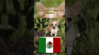 Perros Nacionales de cada País  😱🐶🇲🇽🇺🇸🇯🇵 #animales #perros #datoscuriosos