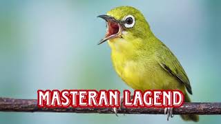 Masteran Pleci Lagend Dan Terapi Air | Pleci Wit Super Panjang #pleci #plecigacor #plecigacornembak