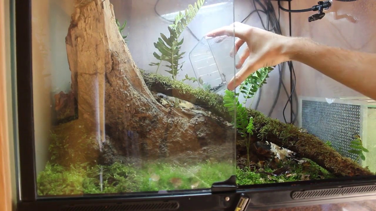Terrarium 60x40x60 Pour Scorpion Heterometrus Cyaneus YouTube terrarium-60x40x60-pour-scorpion-heterometrus-cyaneus-youtube