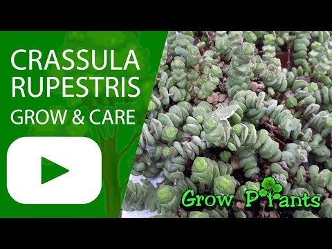 Crassula rupestris - grow & care